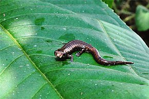 Beschrijving van de afbeelding Bolitoglossa leandrae.jpg.