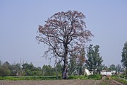 Bombax ceiba near Punjabi University, Patiala