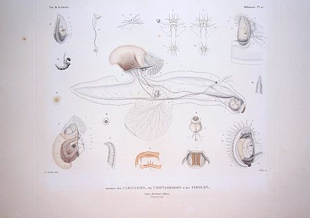 Bonite-mollusques-pl22.jpg