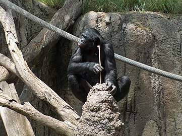 Շիմպազեն հայթհայթում է տերմիտների սուր փայտիկներ
