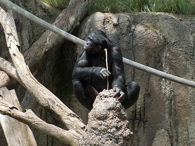 A bonobo fishing for termites with a prepared stick