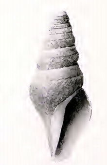 Borsonella barbarensis 001.jpg 