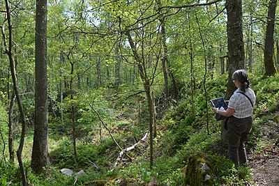 Bossegraven i Stenskogen