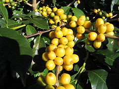 Yellow Bourbon Coffee, a variety of Coffea arabica - São João do Manhuaçu City - Minas Gerais State - Brazil