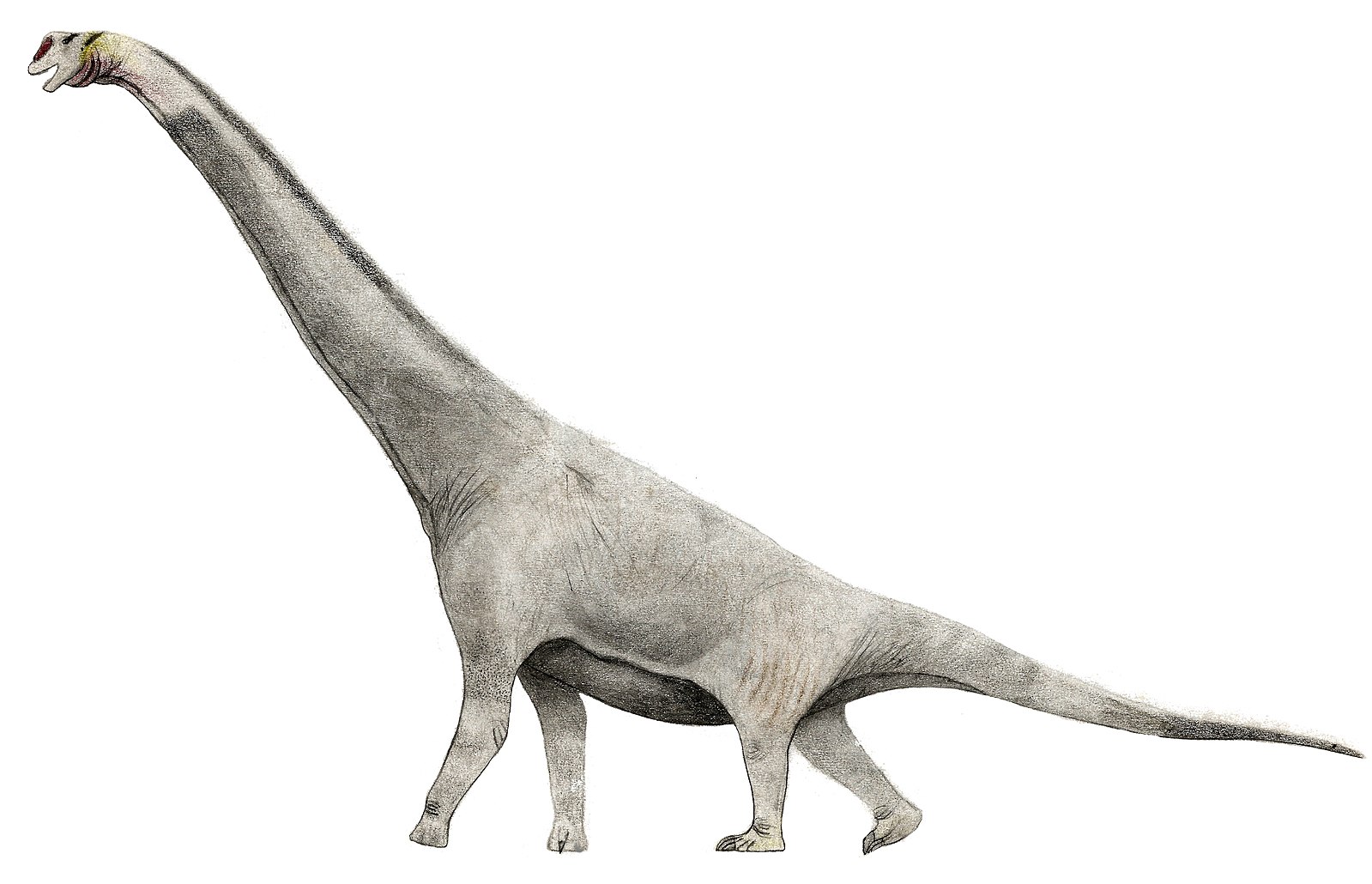 Брахиозавр рост