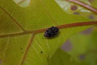 <i>Brachys tessellatus</i> Species of beetle