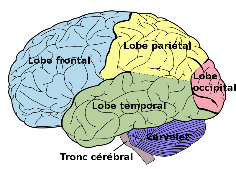 File:Brain diagram fr.svg