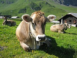 Vista frontal da vaca cinza deitada.  Seu focinho é escuro, circundado de branco, as orelhas fofas com uma borda branca.  Um coque de cabelo comprido adorna o topo do crânio sem chifres.