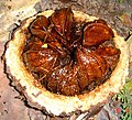 Свежесрезанный плод бразильского ореха
