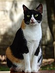 Tricolor cats (tortoiseshell-and-white or calico) - blotches of two different colours and white