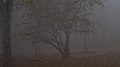 Brownish tree in the fog (50880648508).jpg