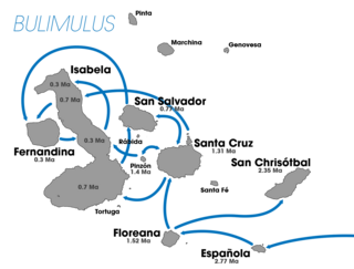 <i>Bulimulus</i> genus of molluscs