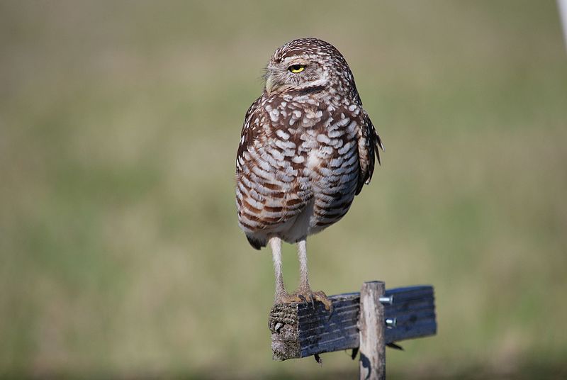 File:Burrowing owl, Marco Island, Florida - panoramio (3).jpg