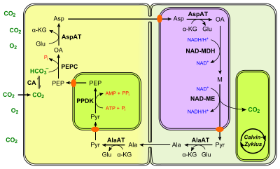 Figura 2 se muestra la primera etapa de esta vía donde el piruvato pasa a fosfoenolpiruvato (PEP), por la enzima dikinase ortofosfato piruvato . Esta reacción requiere de fosfato inorgánico y ATP , más piruvato , produciendo fosfoenolpiruvato , AMP , e inorgánica pirofosfato (PPi), así como su respectiva reacción