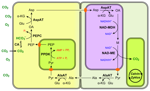 C4 photosynthesis NAD-ME type