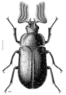 COLE Lucanidae Mitophyllus macrocerus m.png