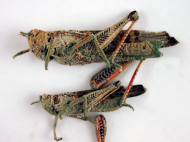 File:CSIRO ScienceImage 1367 Locusts attacked by the fungus Metarhizium.jpg