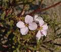 Miniatuurafbeelding voor de versie van 8 apr 2006 21:48