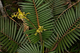 <i>Calamus</i> (palm) genus of plants