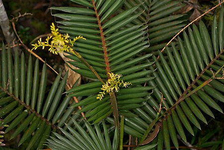 Calamus gibbsianus.jpg