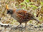 Thumbnail for Elegant quail