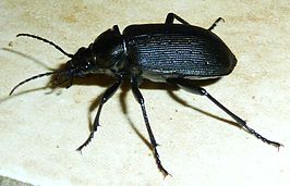 Calosoma chlorostictum