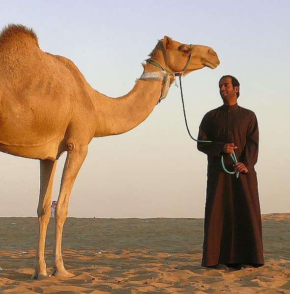 File:Camel01.jpg