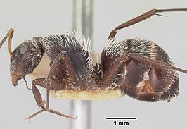 Camponotus voeltzkowii