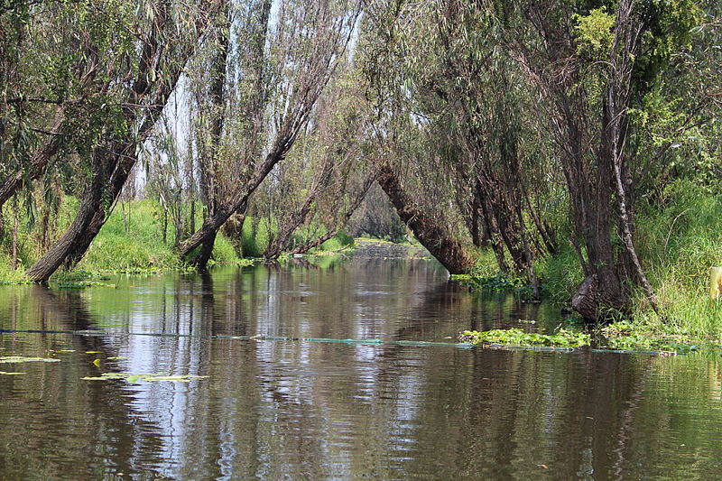 File:Canal entre dos chinampas.JPG