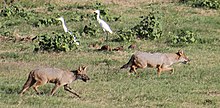 Pair of Sri Lankan jackals (C. a. naria) in Udawalawe National Park Canis aureus Uda Walawe NP.jpg