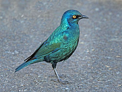 Cape Glossy-Starling RWD.jpg