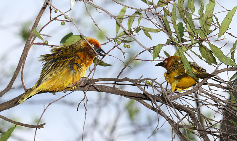 File:Cape Weaver, Ploceus capensis - screaming match - at Walter Sisulu National Botanical Garden (9953916204).jpg