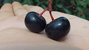 Miniatura para Prunus salicifolia