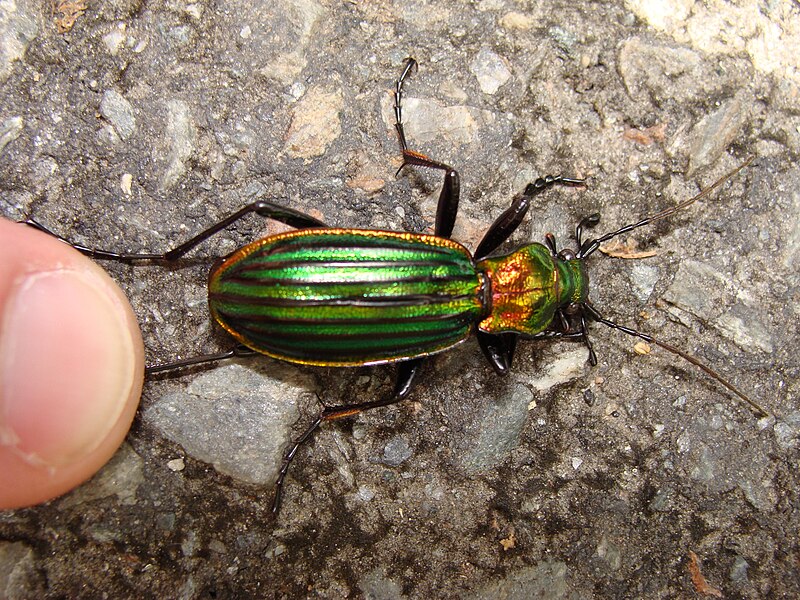 File:Carabus lineatus.001 - Fragas do Eume.jpg