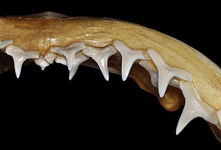 Carcharhinus isodon upper teeth.jpg