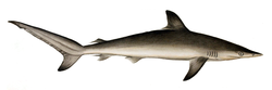 Carcharias sorrah by muller and henle.png