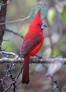 Cardinalis phoenicius Cardenal guajiro Vermilion Cardinal (male) (8619284898).jpg