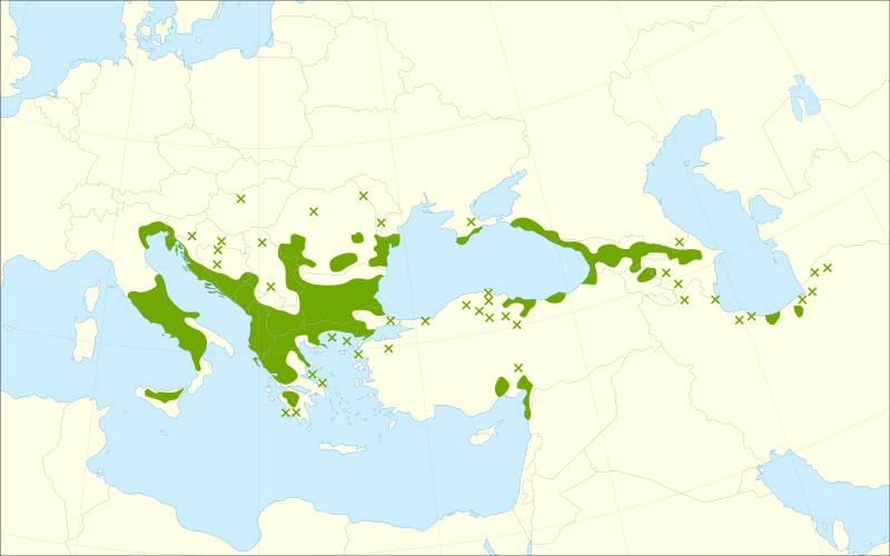 File:Carpinus orientalis range.svg