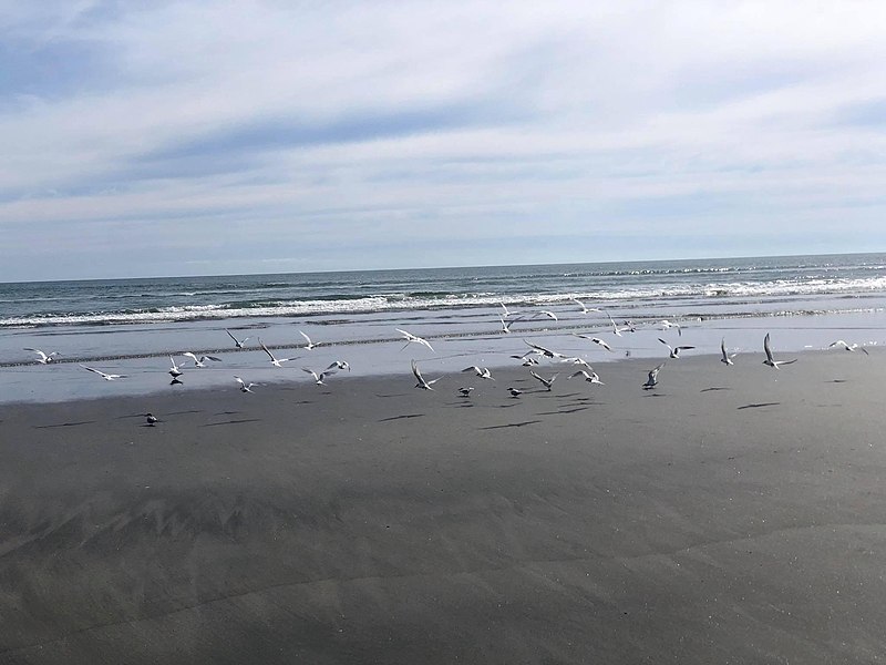 File:Carters Beach gulls.jpg