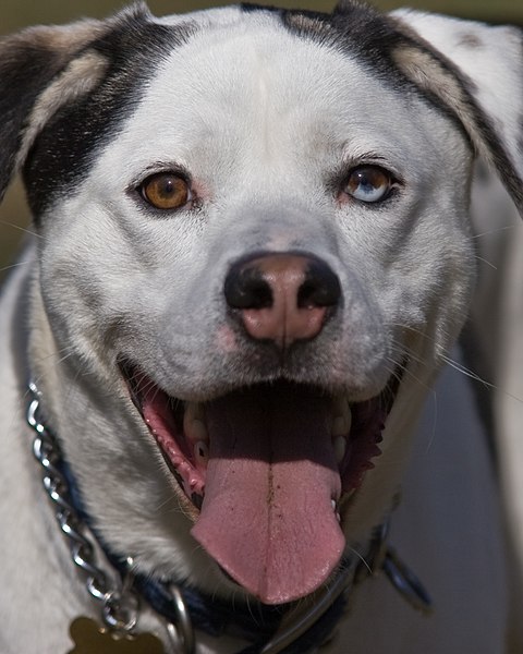 File:Catahoula Leopard Dog.jpg