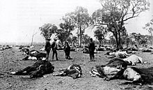 Australia, 1907: Cattlemen survey 700 carcasses of cattle that were killed overnight by a poisonous plant. Cattle poison.jpg