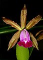 Cattleya dormaniana