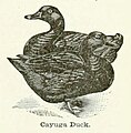 The Cayuga Duck