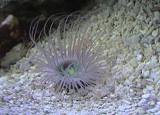 Tube-dwelling anemone class of anthozoans