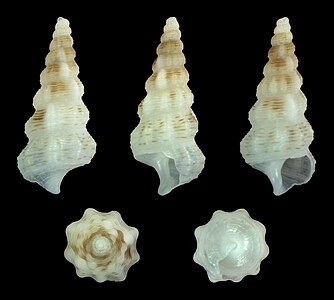 Cerithium citrinum (Juvenile)