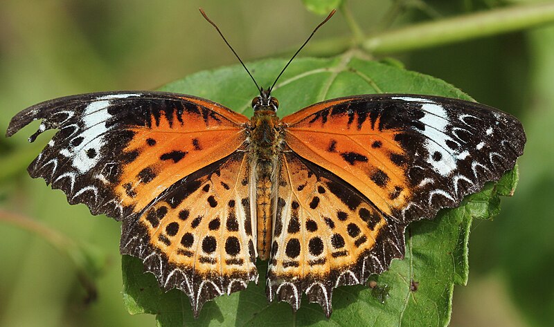 File:Cethosia nietneri open view.JPG