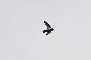 Lesser Antillean swift Species of bird