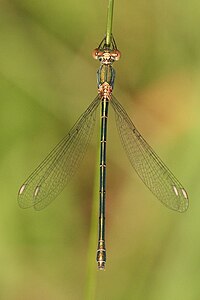 Chalcolestes viridis femelle Weinsberg 20080729 1.jpg