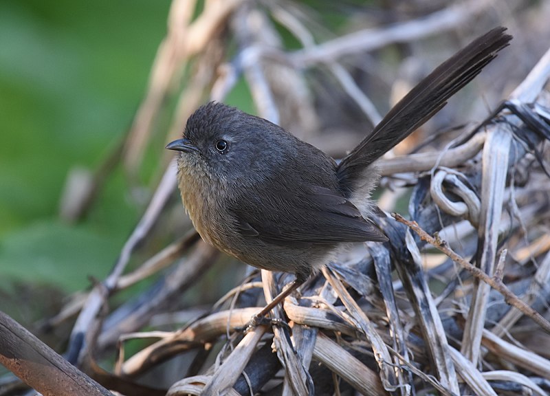 File:Chamaea fasciata, San Diego 16.jpg