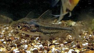 <i>Chandramara chandramara</i> Species of fish